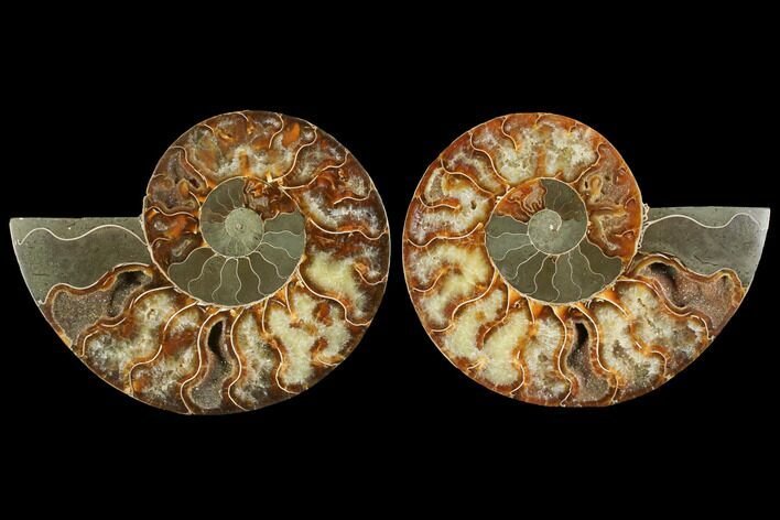 Agatized Ammonite Fossil - Madagascar #111473